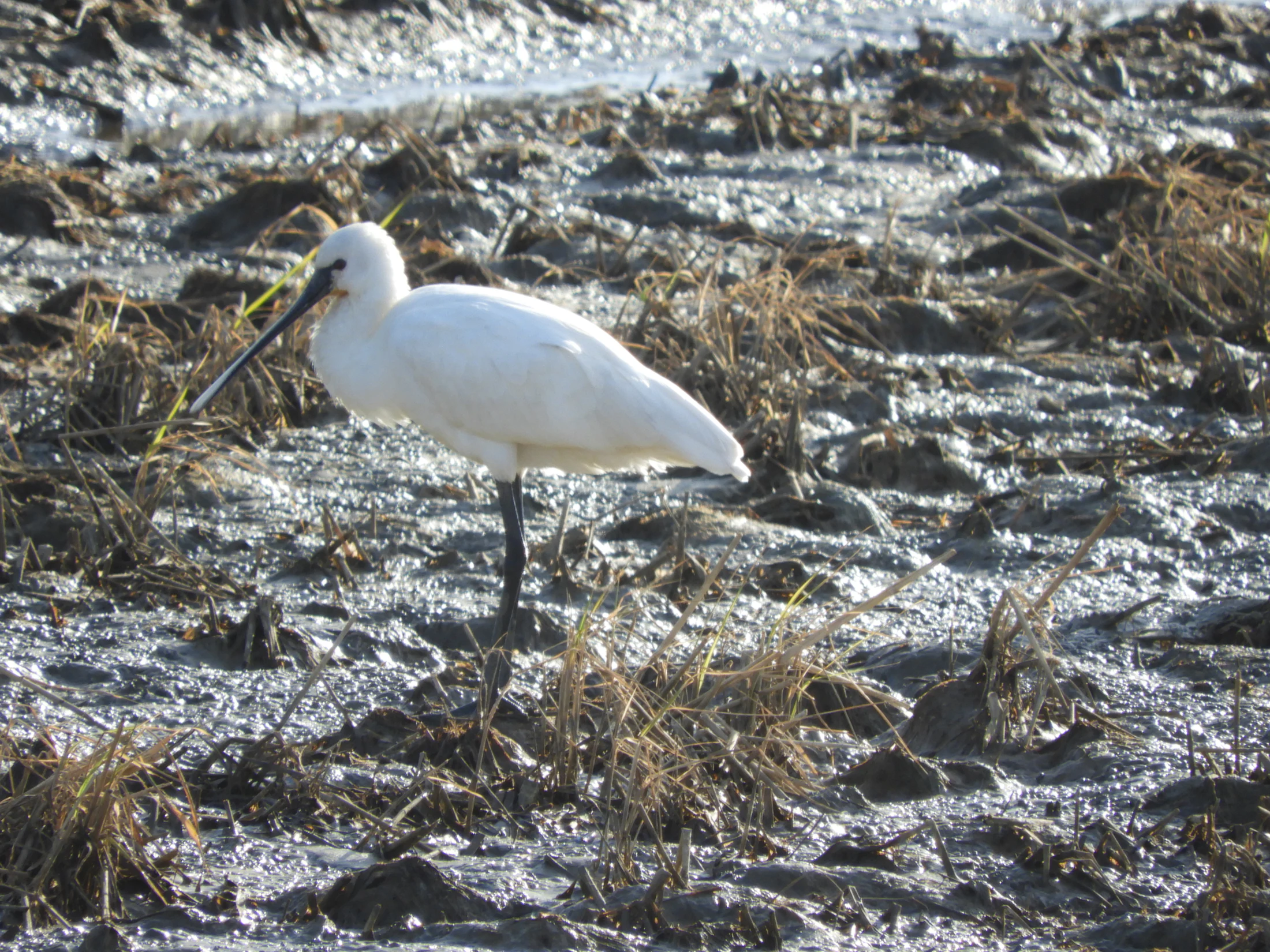 Espátula en la antigua laguna de La Janda. Fotografía de David Collis Luque