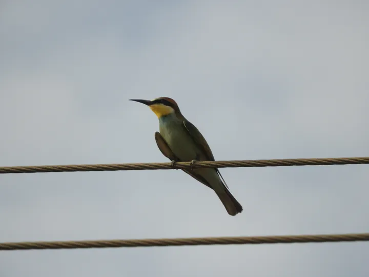 Abejaruco en la antigua laguna de La Janda