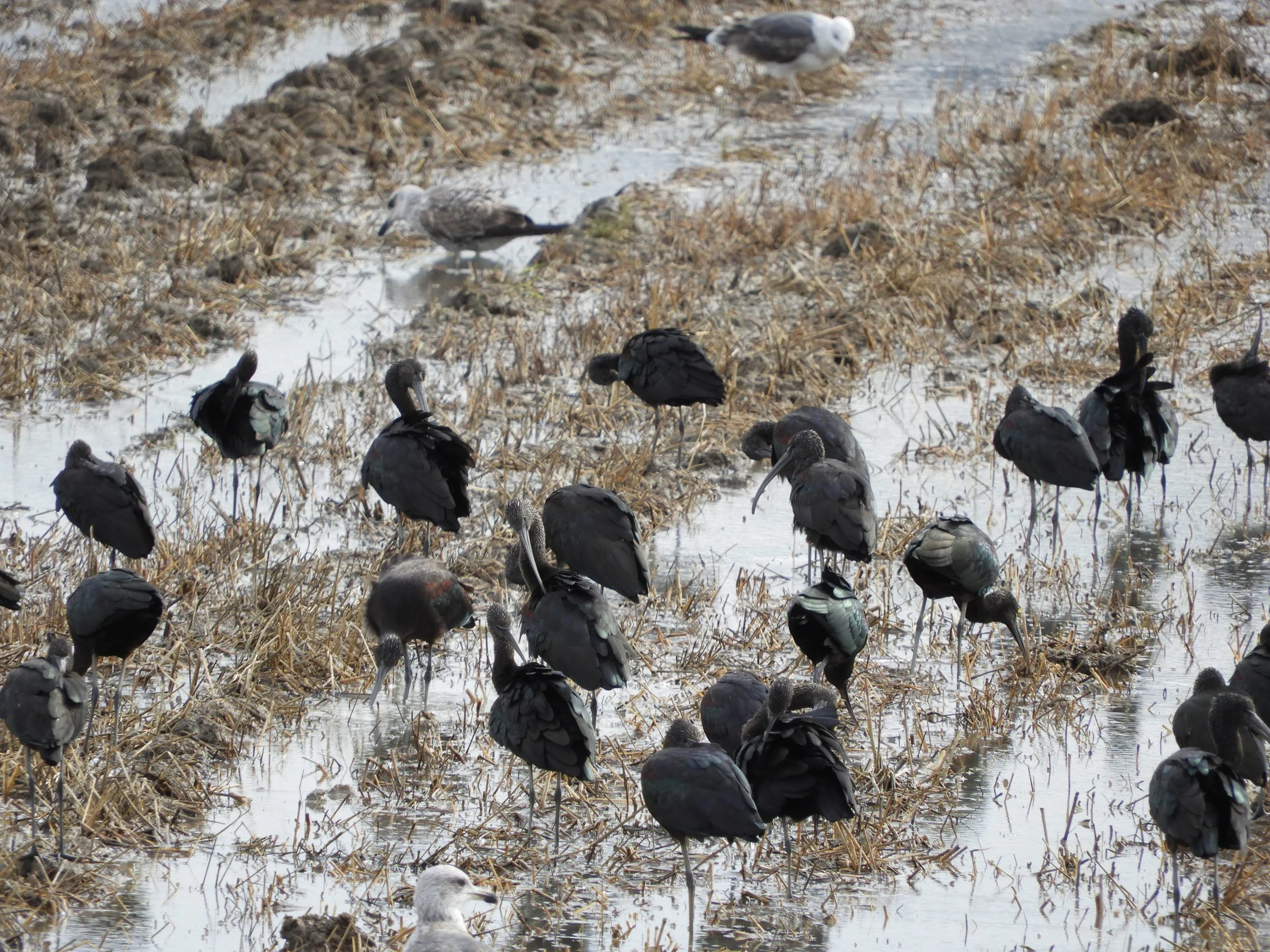 Moritos en la antigua laguna de la Janda. Fotografía de David Collis Luque