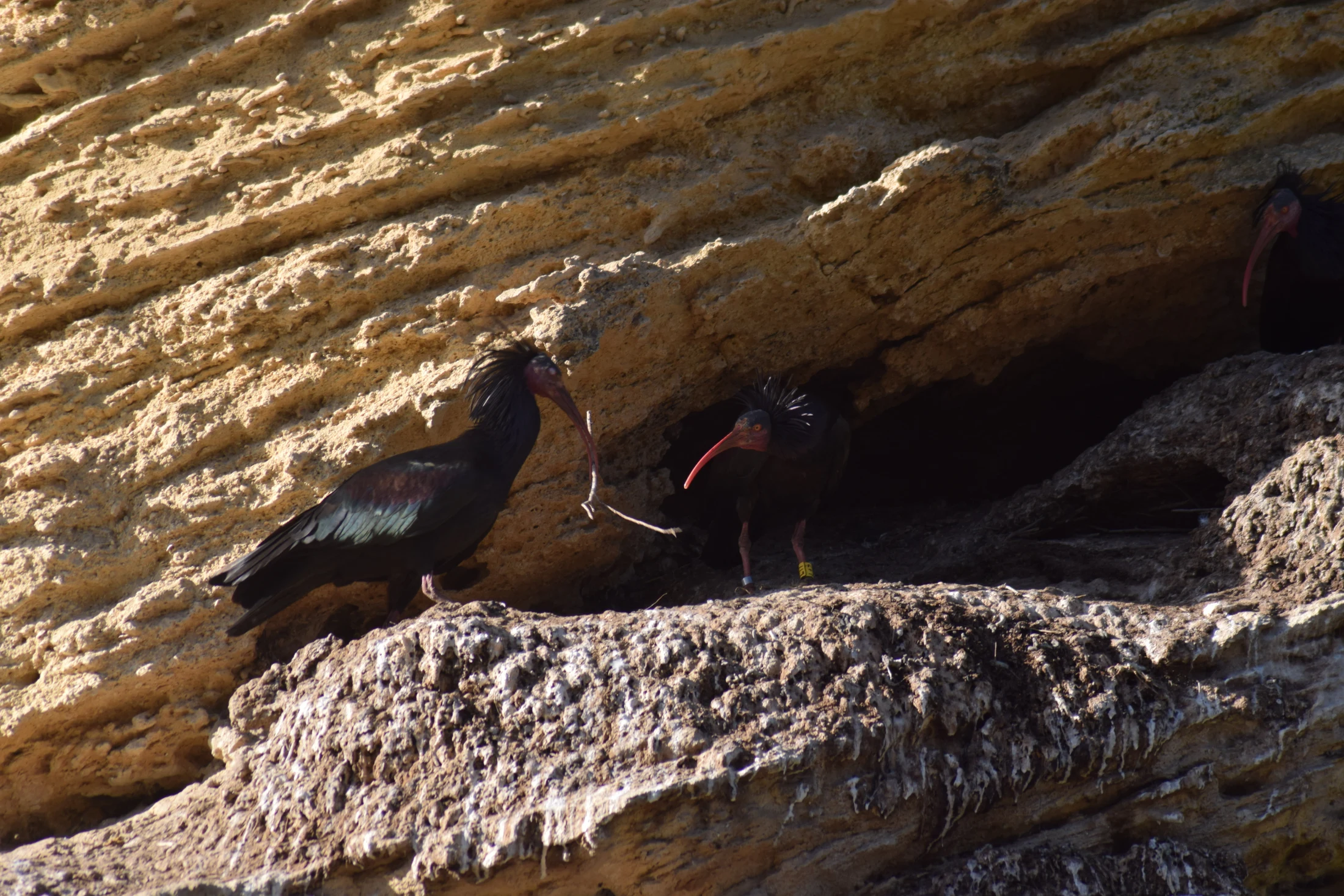 Pareja de ibis eremitas en La Barca de Vejer de la Fra.. Fotografía de David Collis Luque