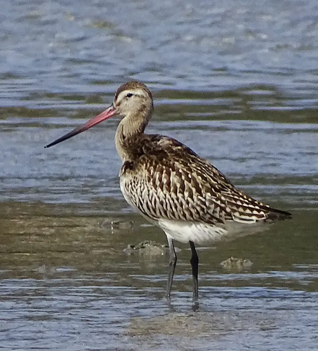 Aguja colipinta en Galicia