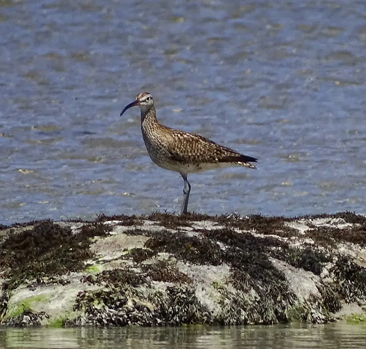 Zarapito real en Galicia
