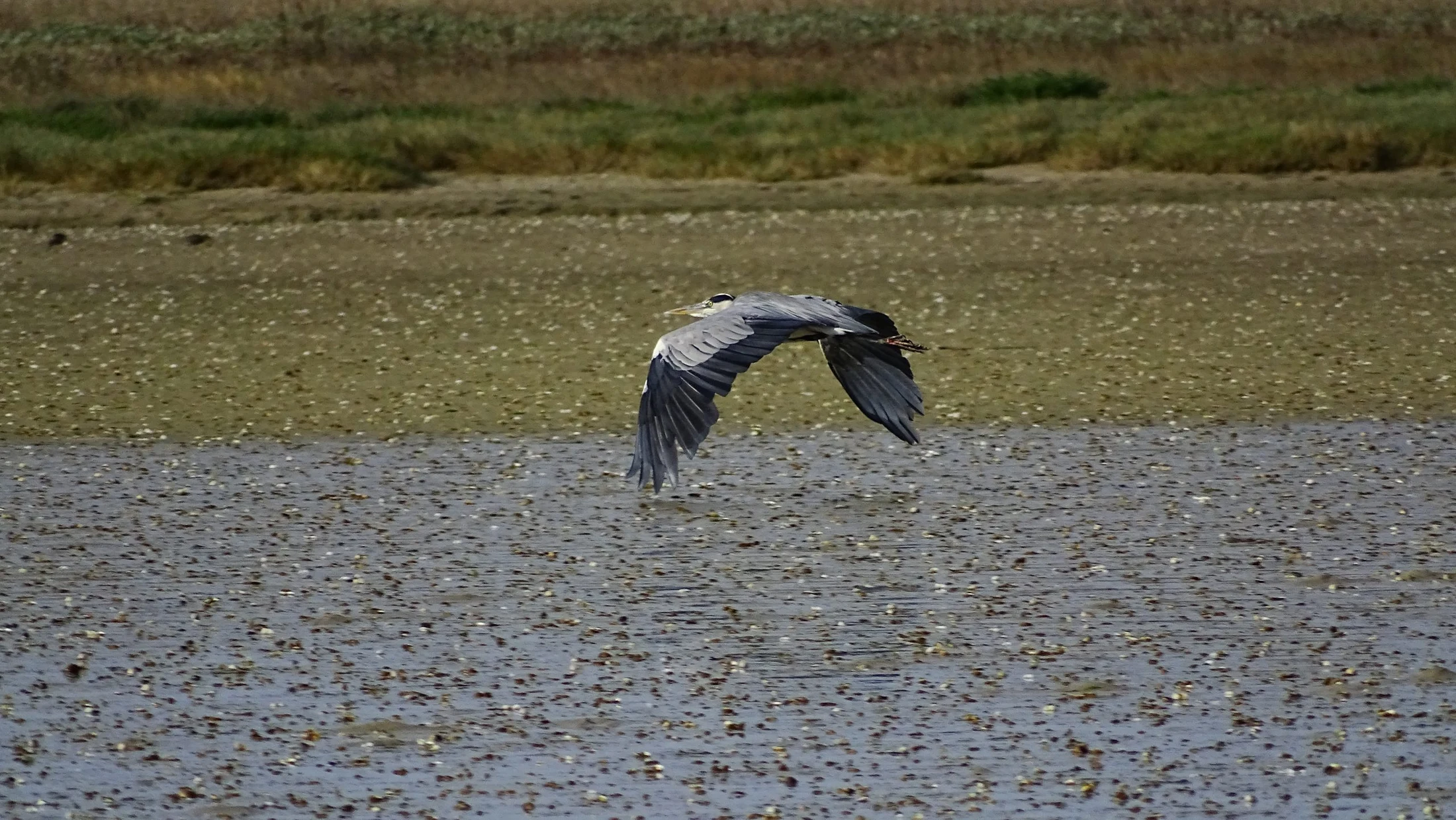 Garza real en Galicia. Fotografía de Mingucho