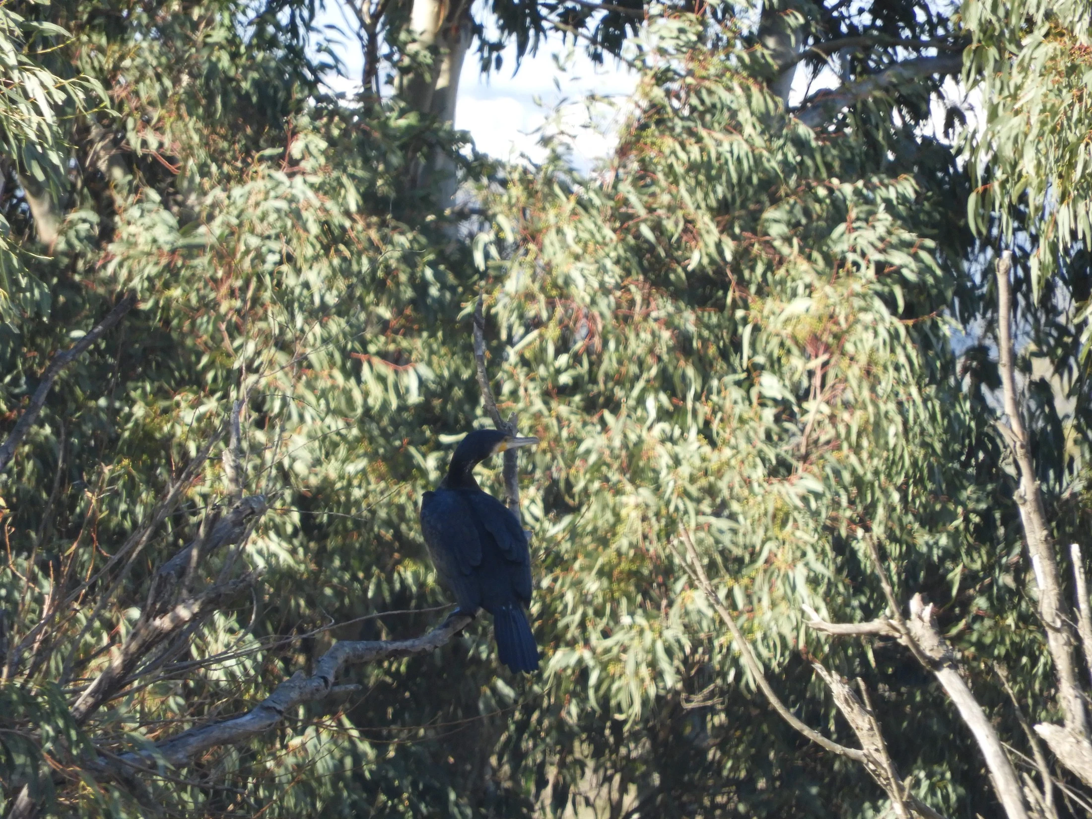 Cormorán en la antigua laguna de La Janda. Fotografía de David Collis Luque