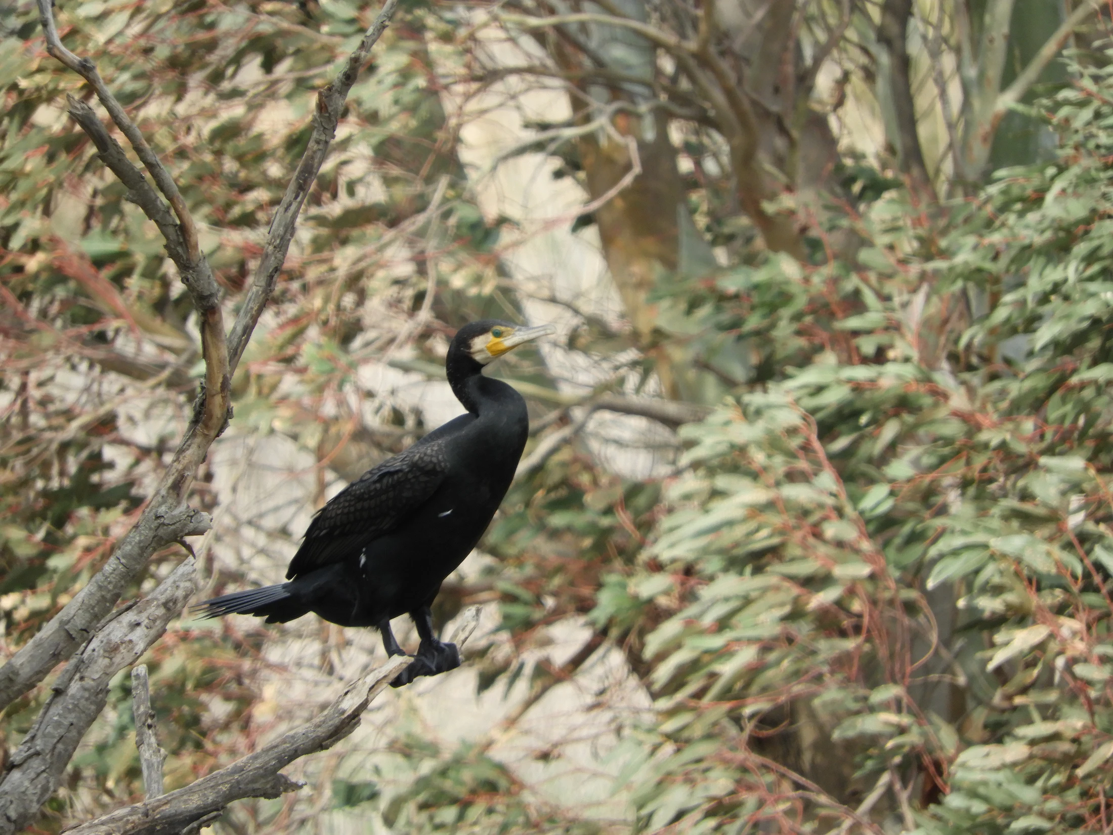 Cormorán en la antigua laguna de la Janda. Fotografía de David Collis Luque