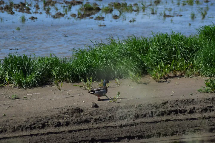 Ánade real macho en la antigua laguna de La Janda