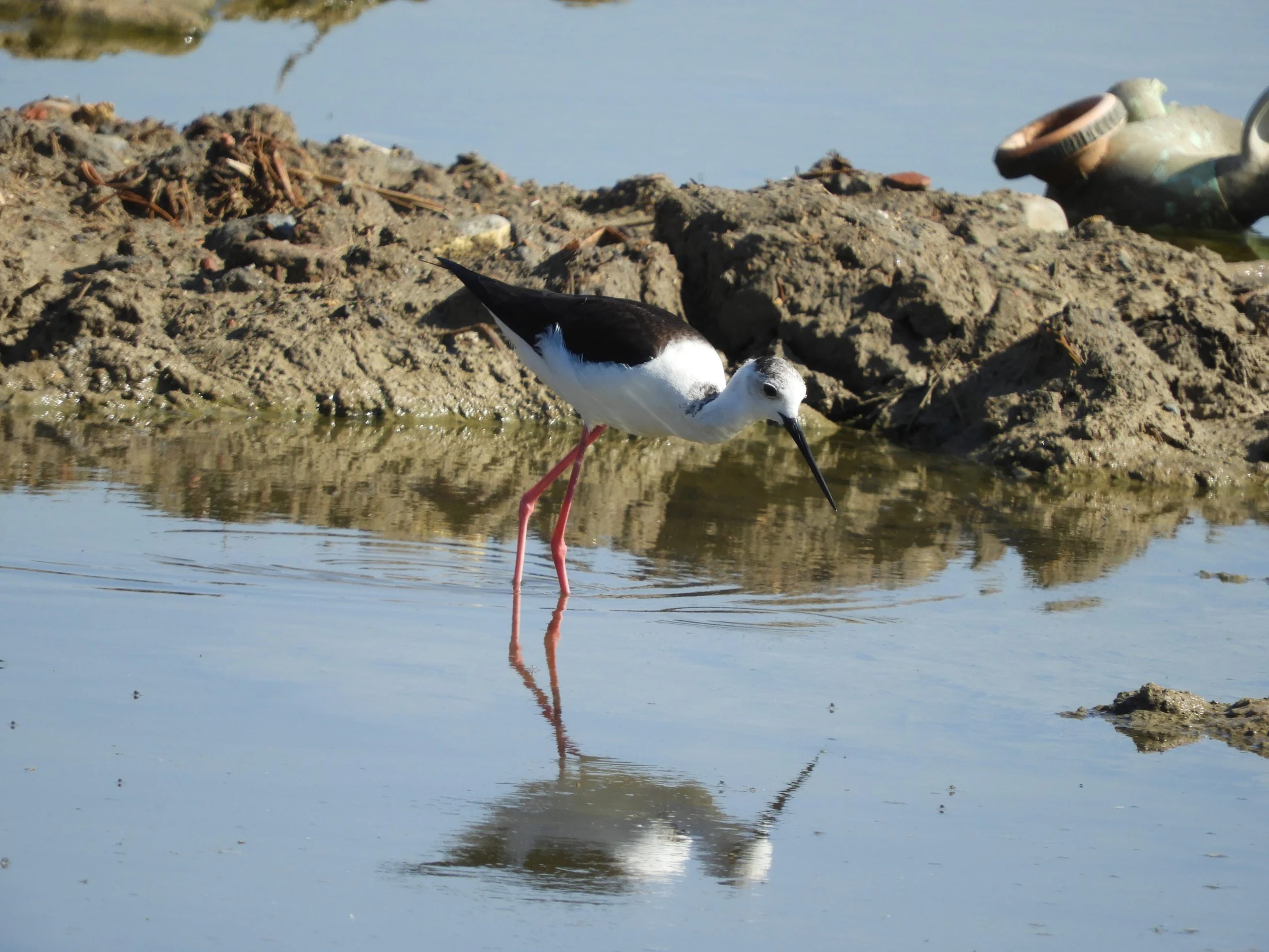 Cigüeñuela en la marisma de Barbate. Fotografía de David Collis Luque