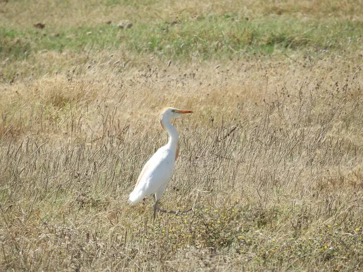 Garcilla bueyera en El Palmar