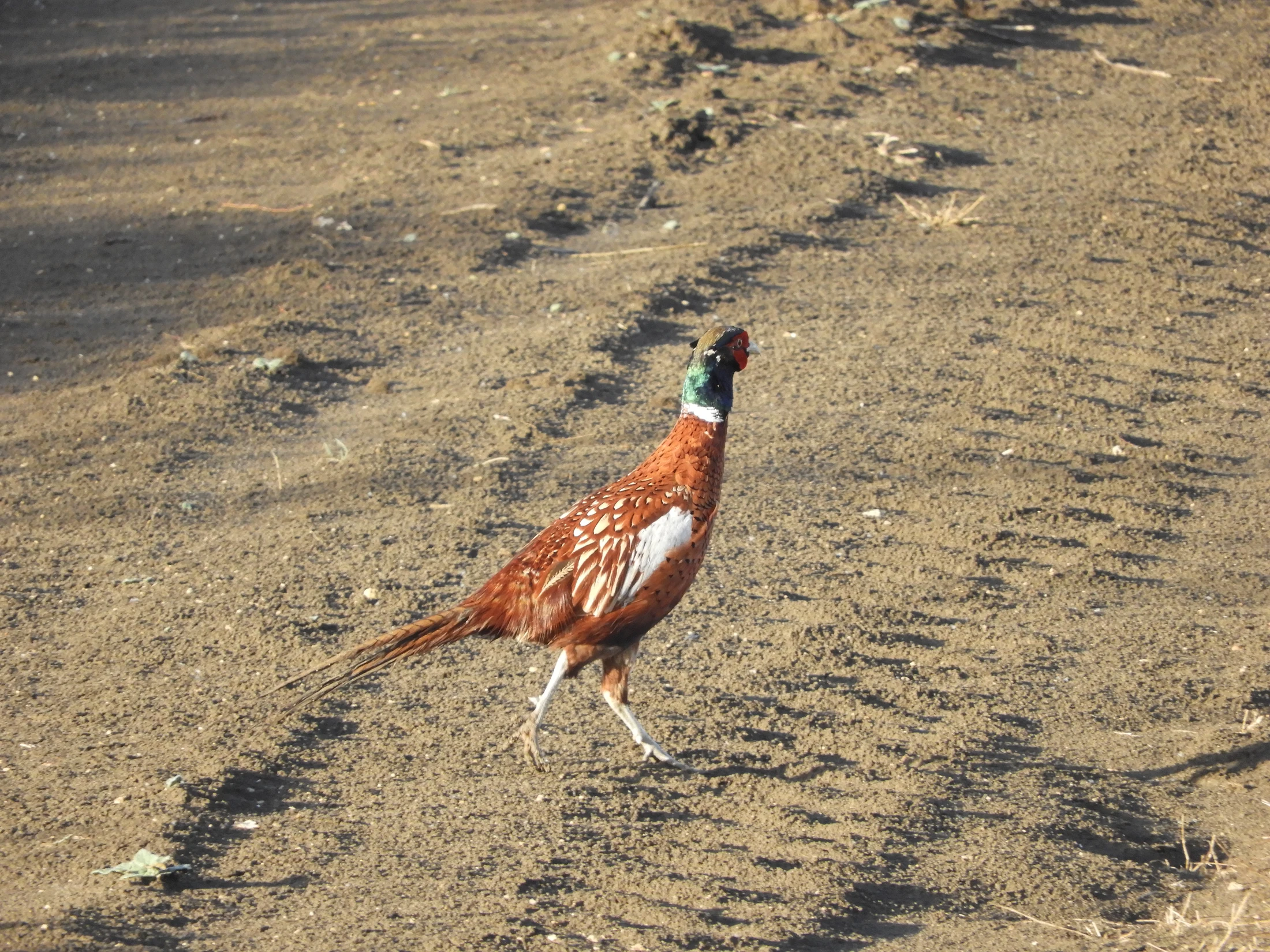 Faisán en la antigua Laguna de La Janda. Fotografía de David Collis Luque