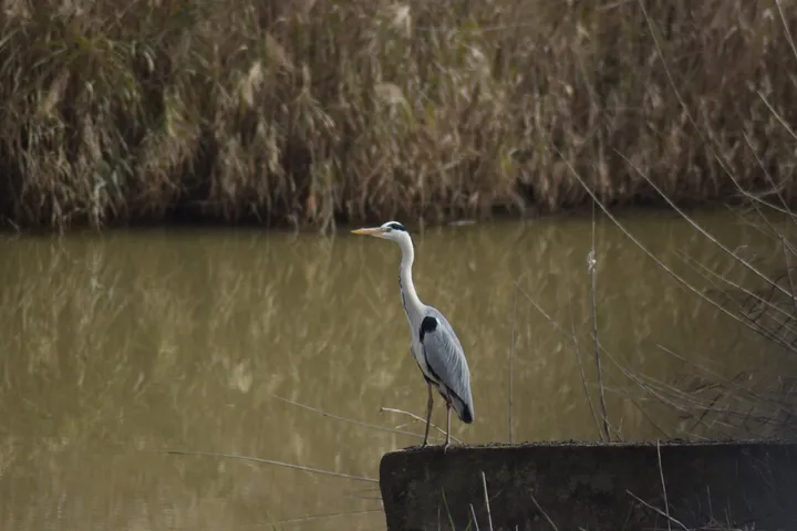Garza real en la antigua laguna de La Janda