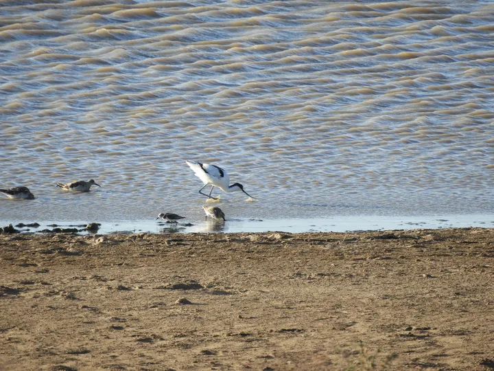 Avoceta en las marismas de Barbate