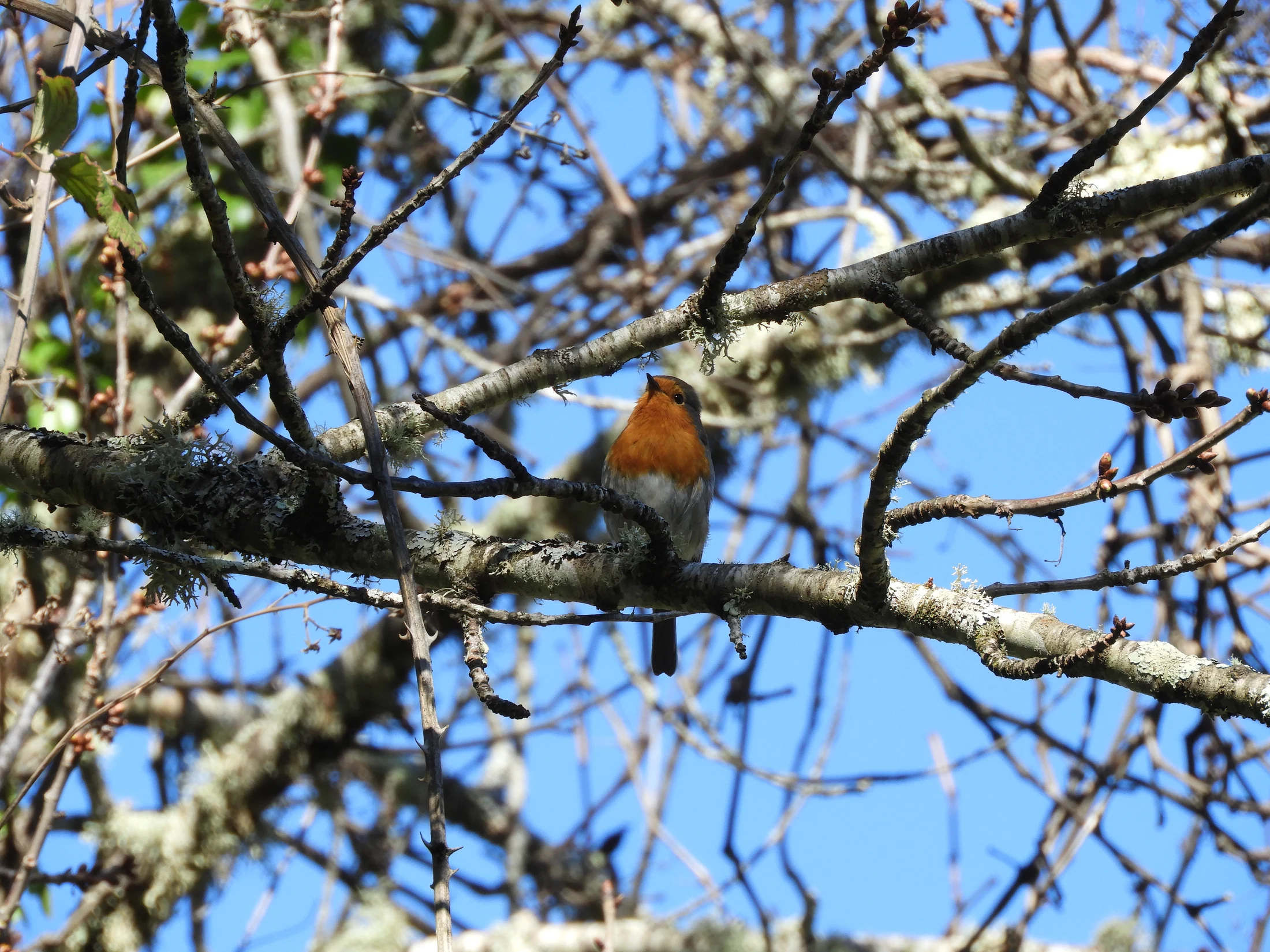 Petirrojo en la Sierra de Huelva. Fotografía de David Collis Luque