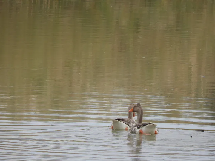Ánsares comunes en la antigua Laguna de La Janda