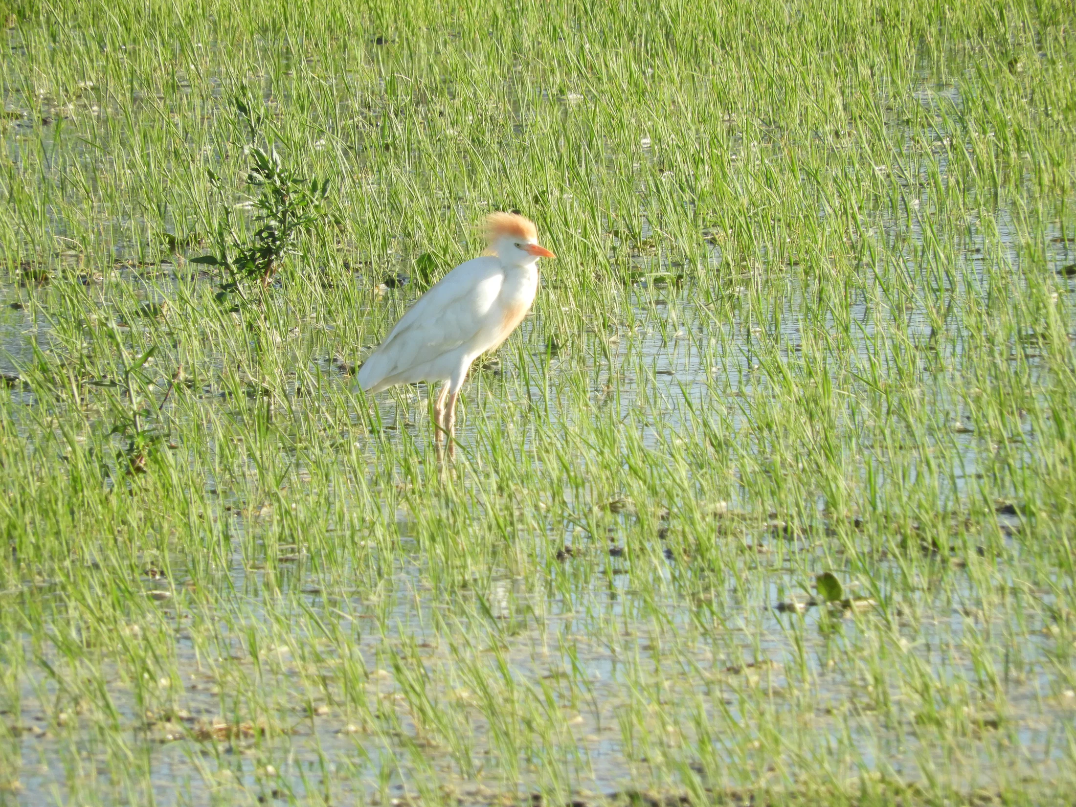 Garcilla bueyera en época nupcial en la antigua laguna de La Janda. Fotografía de David Collis Luque