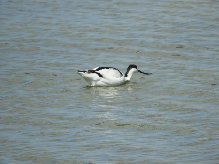 Avoceta en la marisma de Barbate