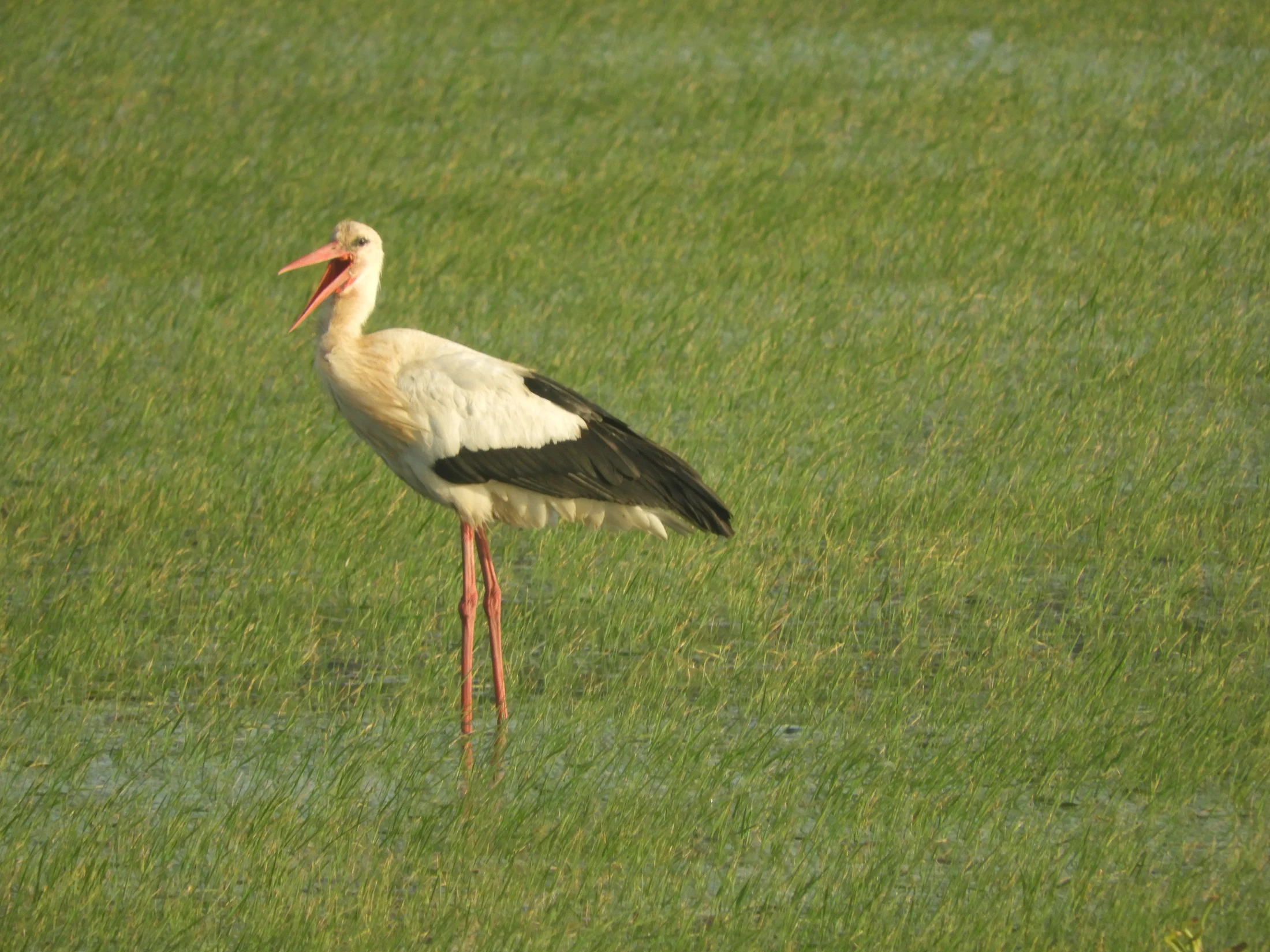 Cigüeña en la antigua laguna de La Janda. Fotografía de David Collis Luque
