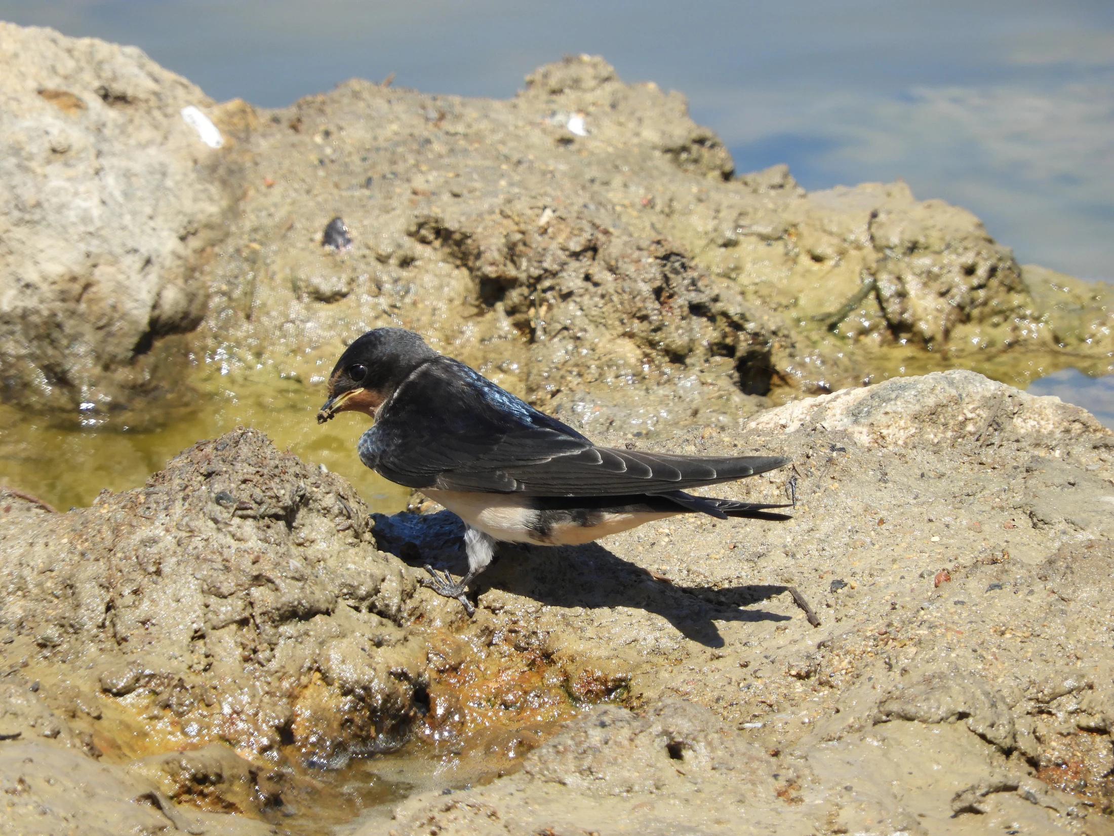 Golondrina en la marisma de Barbate. Fotografía de David Collis Luque