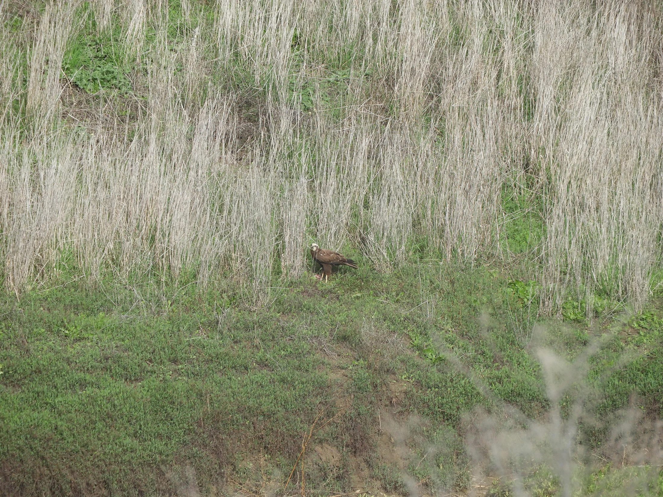Aguilucho lagunero en la antigua laguna de La Janda. Fotografía de David Collis Luque