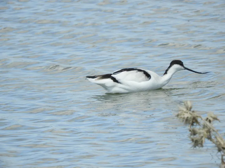 Avoceta en la marisma de Barbate