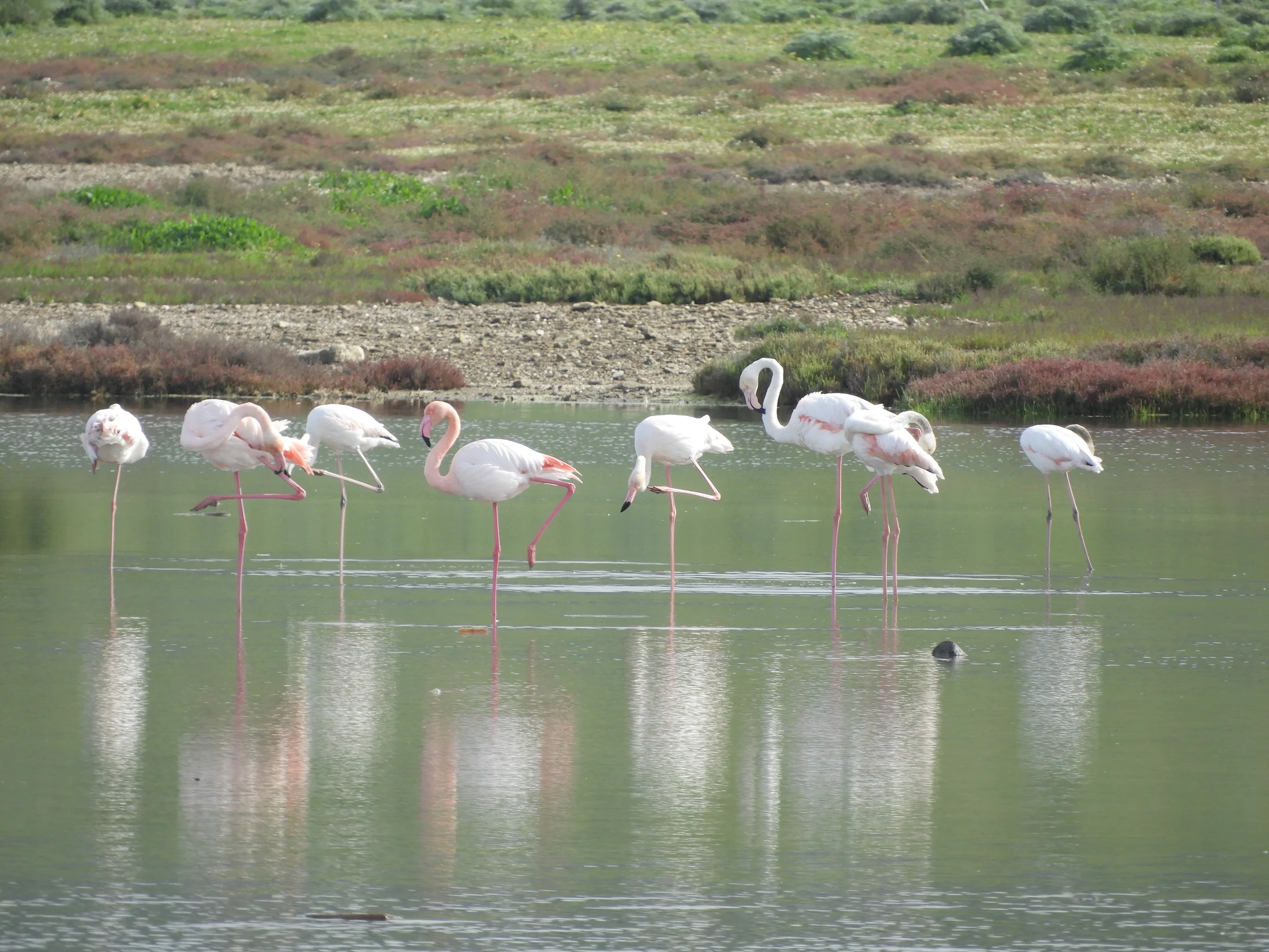 Flamencos en la marisma de Barbate. Fotografía de David Collis Luque