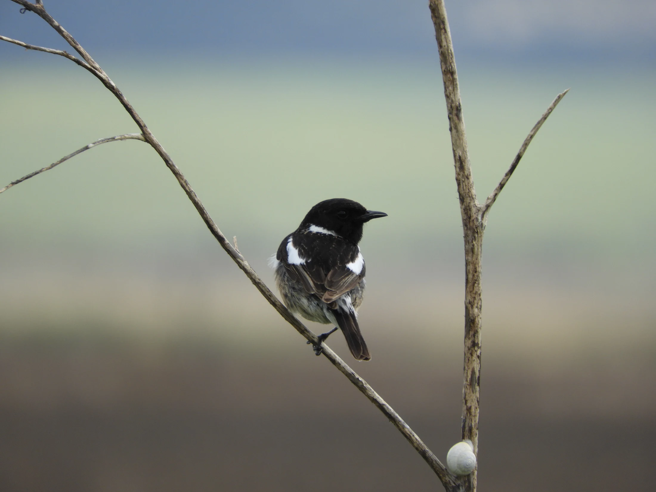 Tarabilla común macho en la antigua laguna de La Janda. Fotografía de David Collis Luque