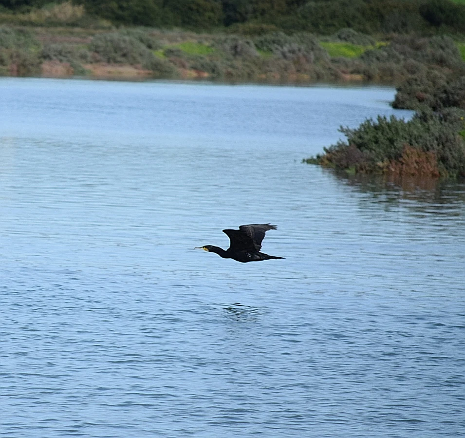 Cormorán negro en Galicia. Fotografía de David Collis Luque