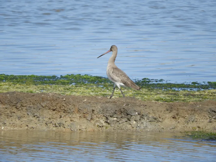 Aguja colinegra en las marismas de Barbate