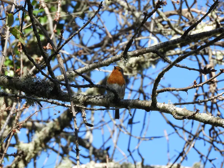 Petirrojo en la Sierra de Huelva