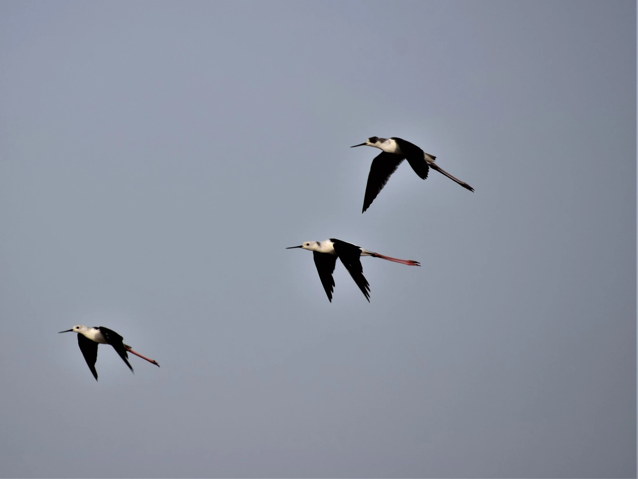 Cigüeñuelas en la marisma de Barbate. Fotografía de David Collis Luque