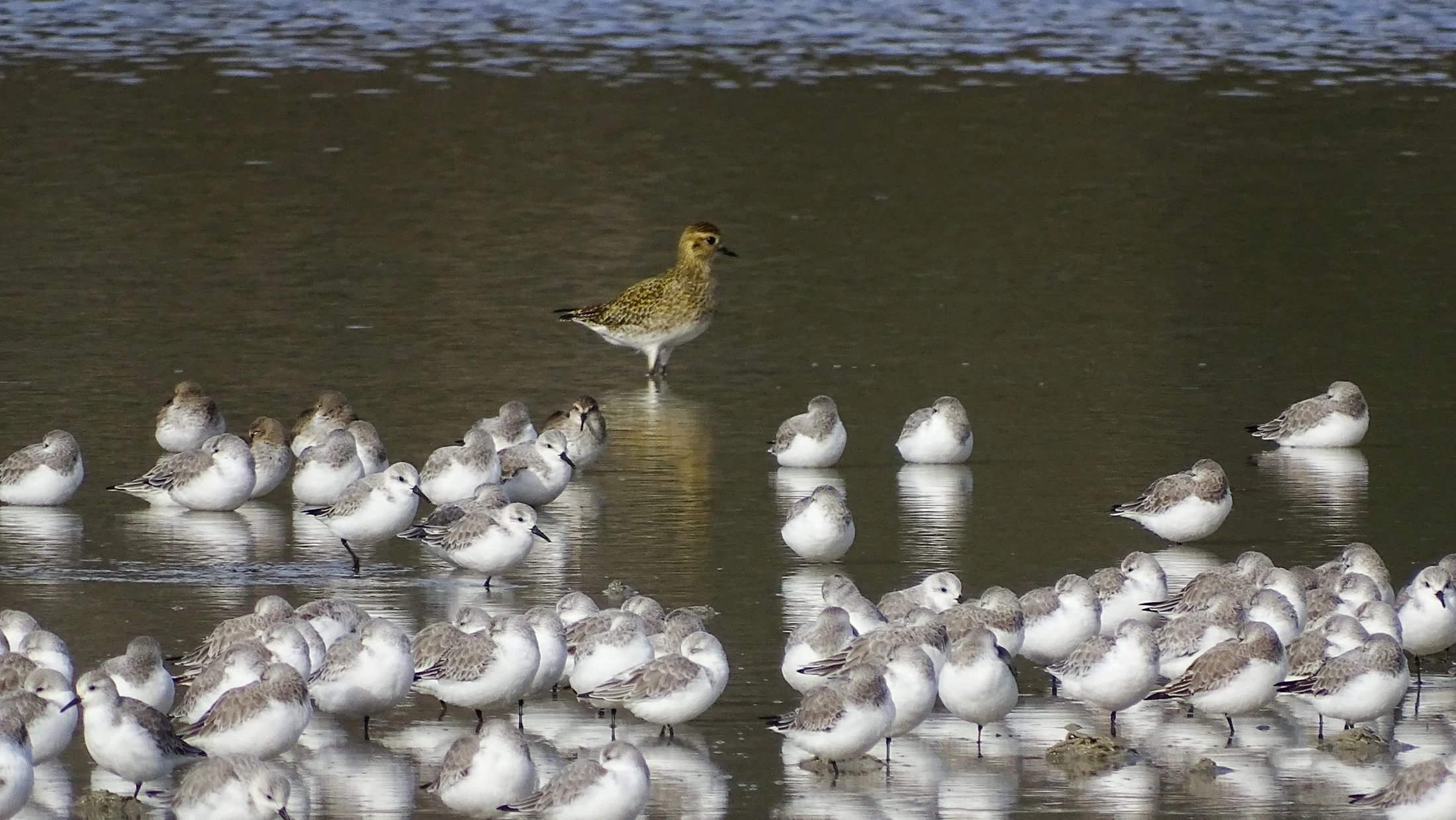 Chorlito dorado con tridáctilos en Galicia. Fotografía de Mingucho