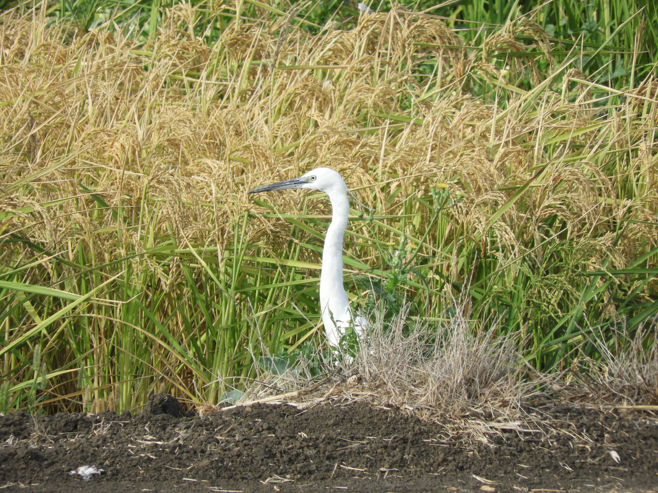 Garceta común en la antigua laguna de La Janda. Fotografía de David Collis Luque