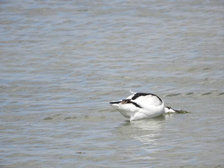 Avoceta en la marisma de Barbate