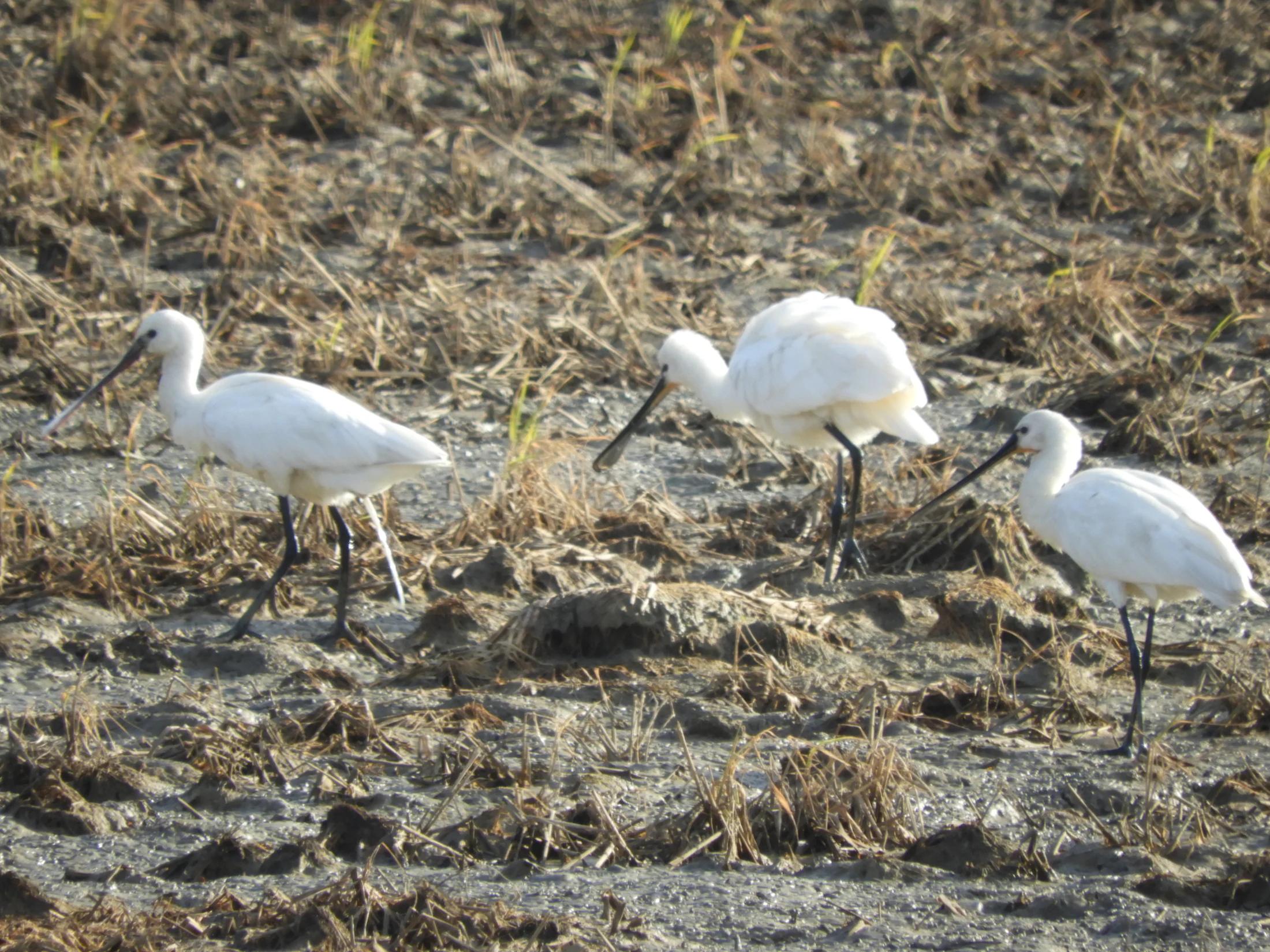 Espátulas en la antigua laguna de La Janda. Fotografía de David Collis Luque