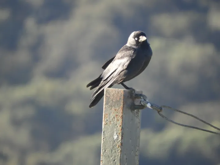 Grajilla en la antigua laguna de La Janda