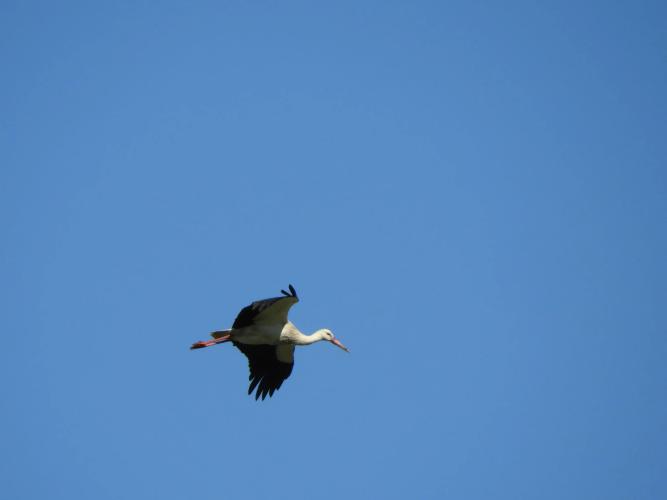 Cigüeña sobre el cielo de Vejer de la Fra.. Fotografía de David Collis Luque