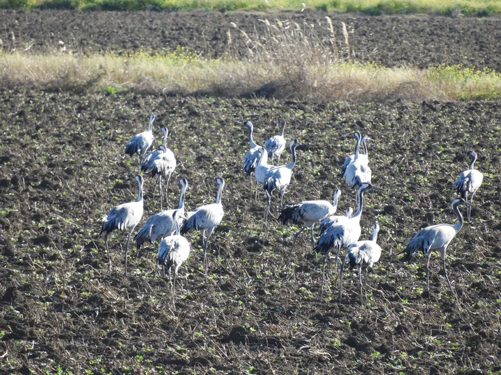 Grullas en la antigua laguna de La Janda