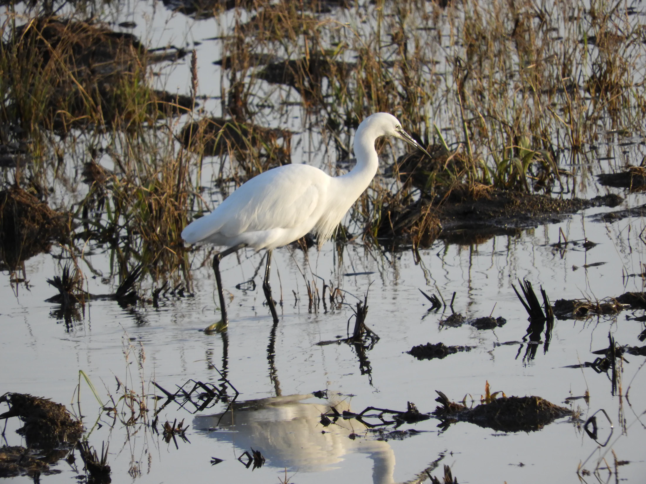 Garceta en la antigua laguna de La Janda. Fotografía de David Collis Luque