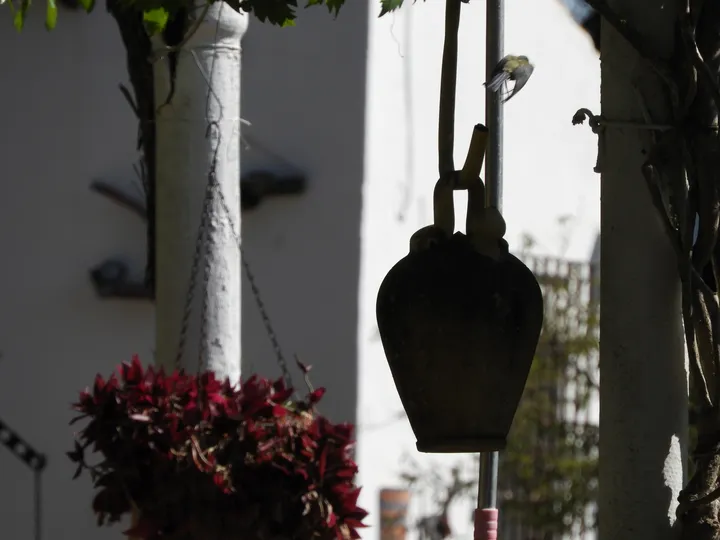 Herrerillo común en su nido