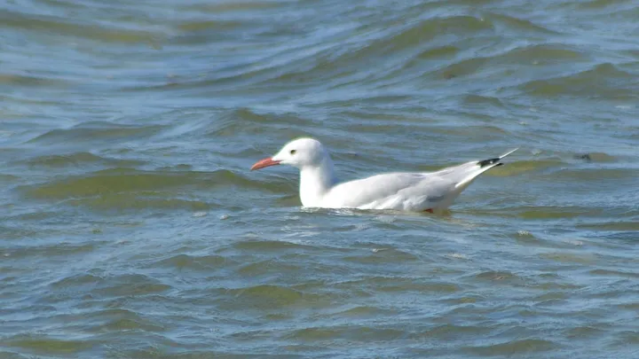 Gaviota picofina (Marismas de Cetinas, Puerto Real)