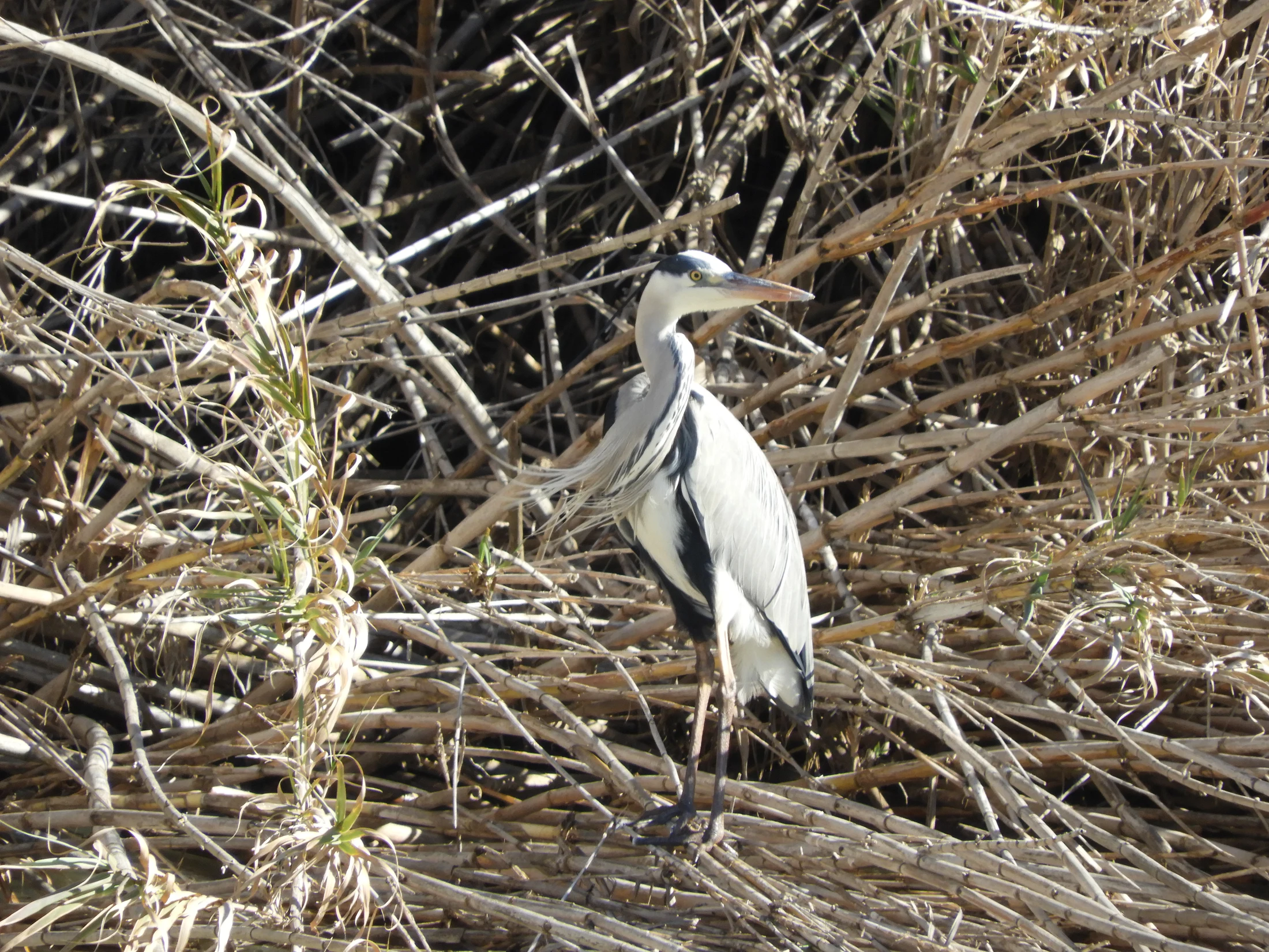Garza real en la antigua laguna de La Janda. Fotografía de David Collis Luque