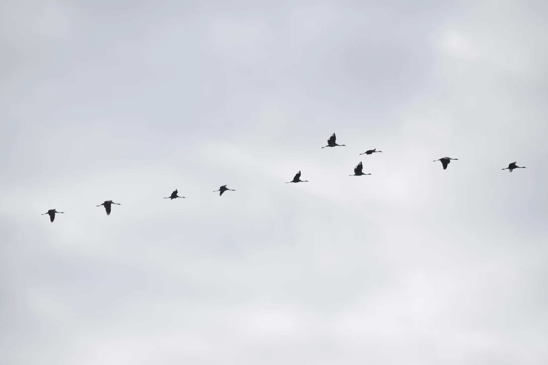 Grullas en la antigua Laguna de La Janda. Fotografía de David Collis Luque