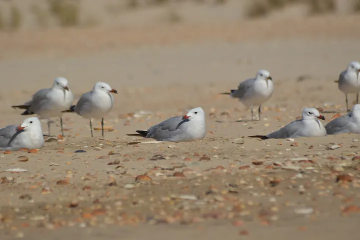 Gaviota de Audouin (Doñana)