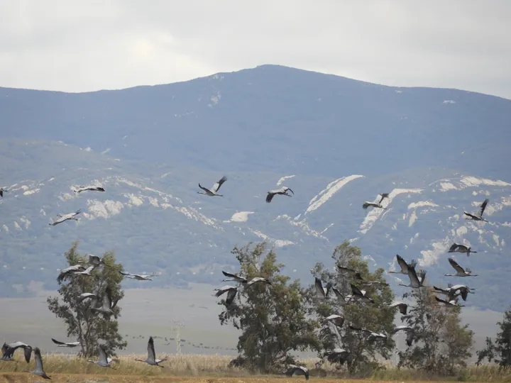 Grullas en la antigua Laguna de la Janda