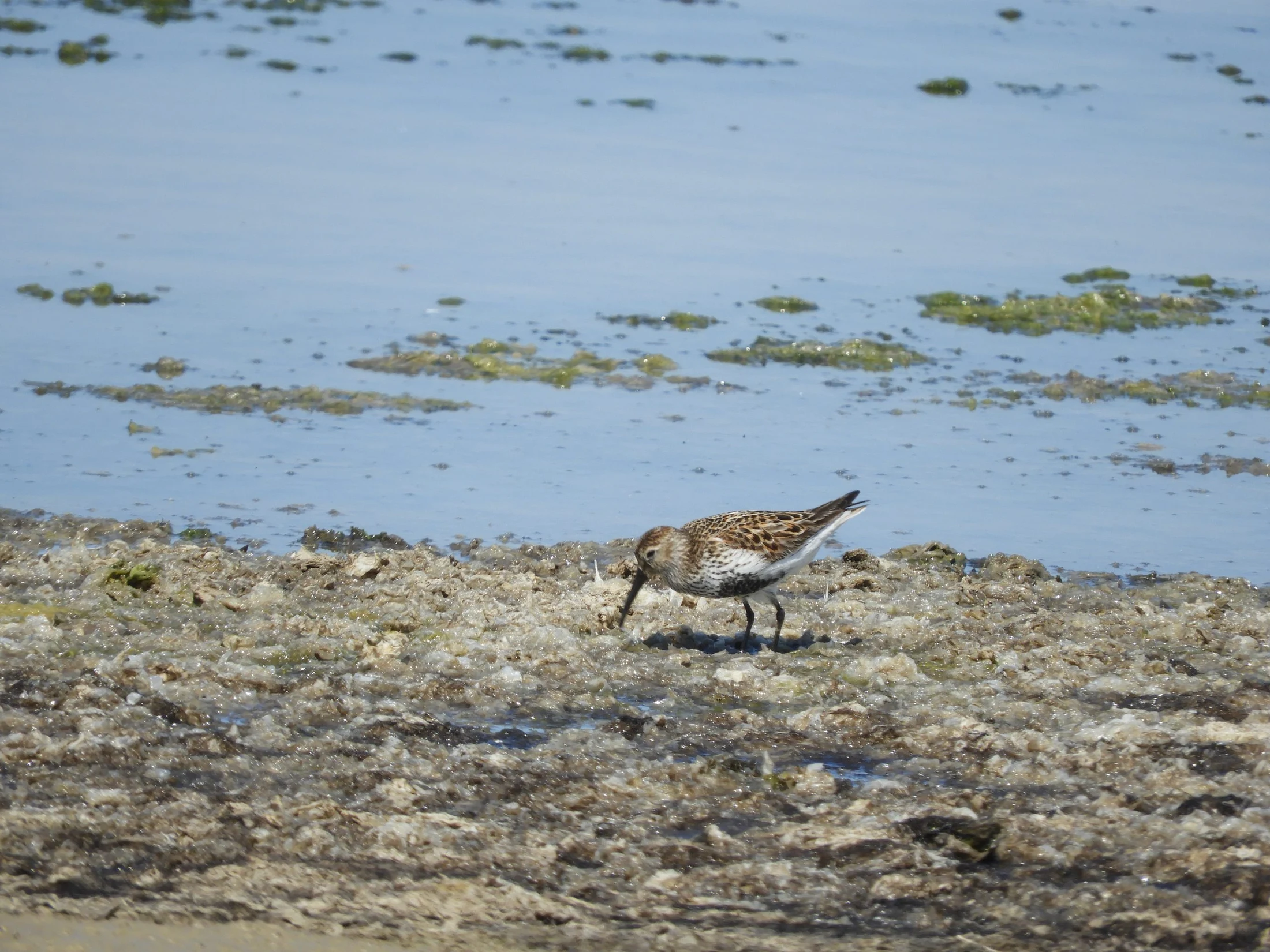 Correlimos común en la marisma de Barbate. Fotografía de David Collis Luque