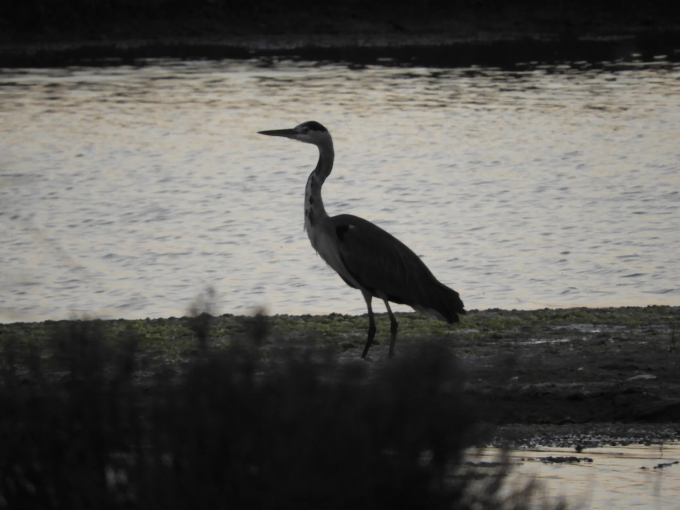 Garza real en la marisma de Barbate. Fotografía de David Collis Calvellido