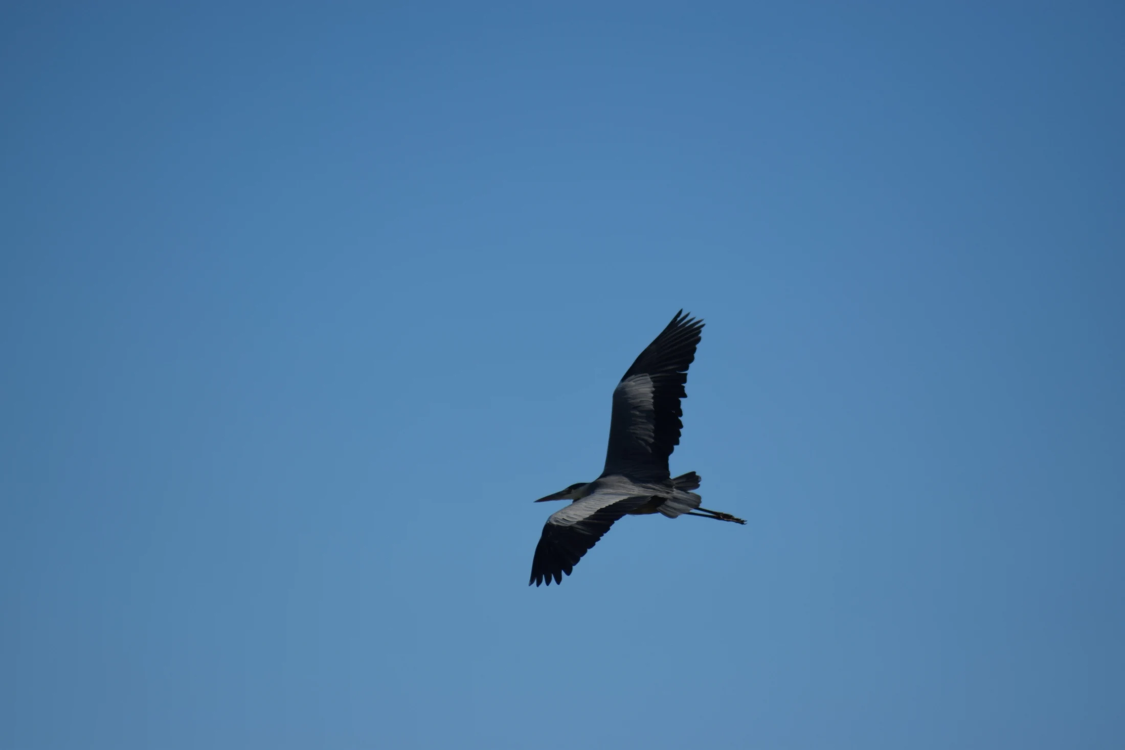 Garza real en la antigua laguna de La Janda. Fotografía de David Collis Luque