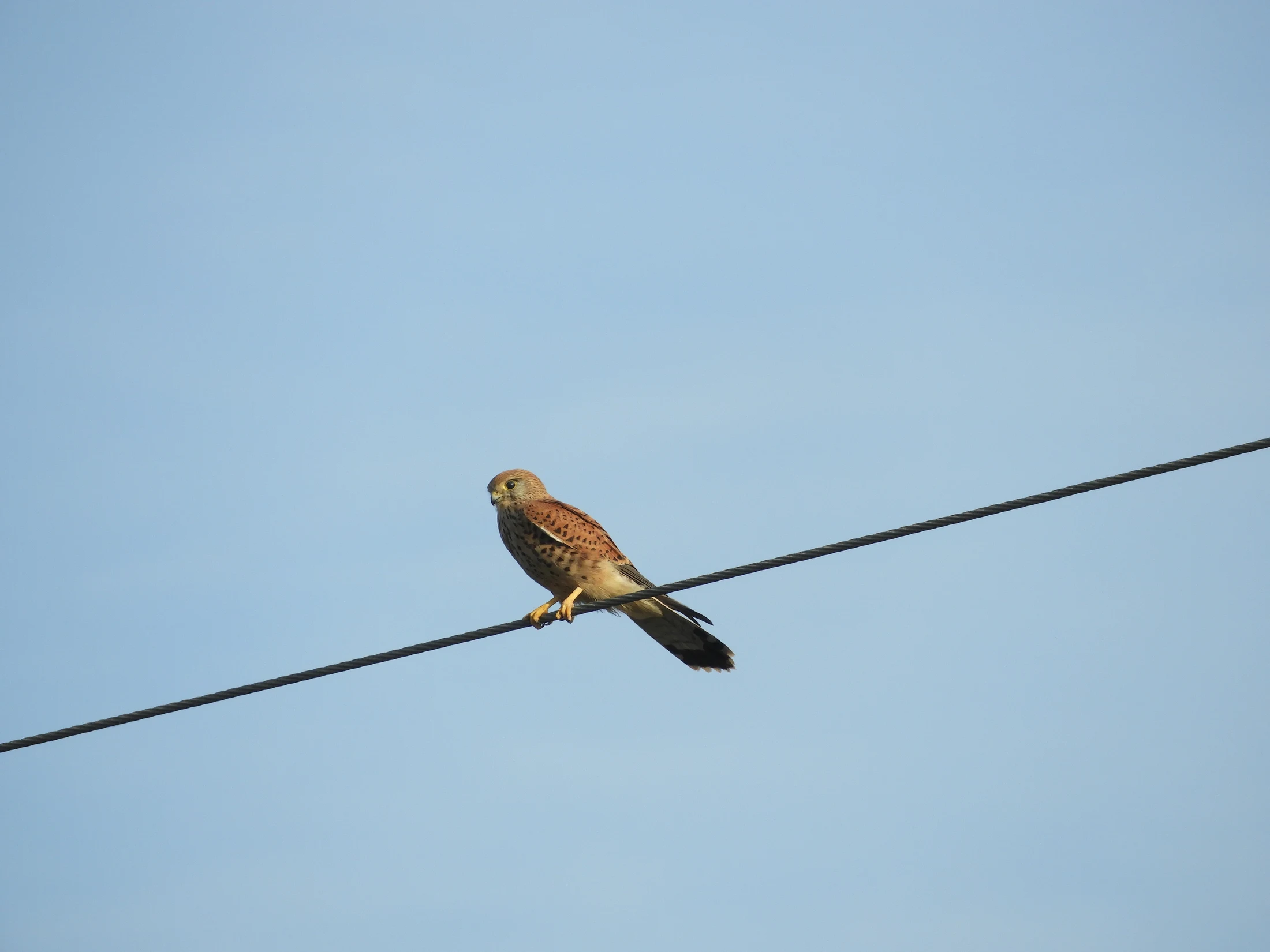 Cernícalo en la antigua laguna de La Janda. Fotografía de David Collis Luque