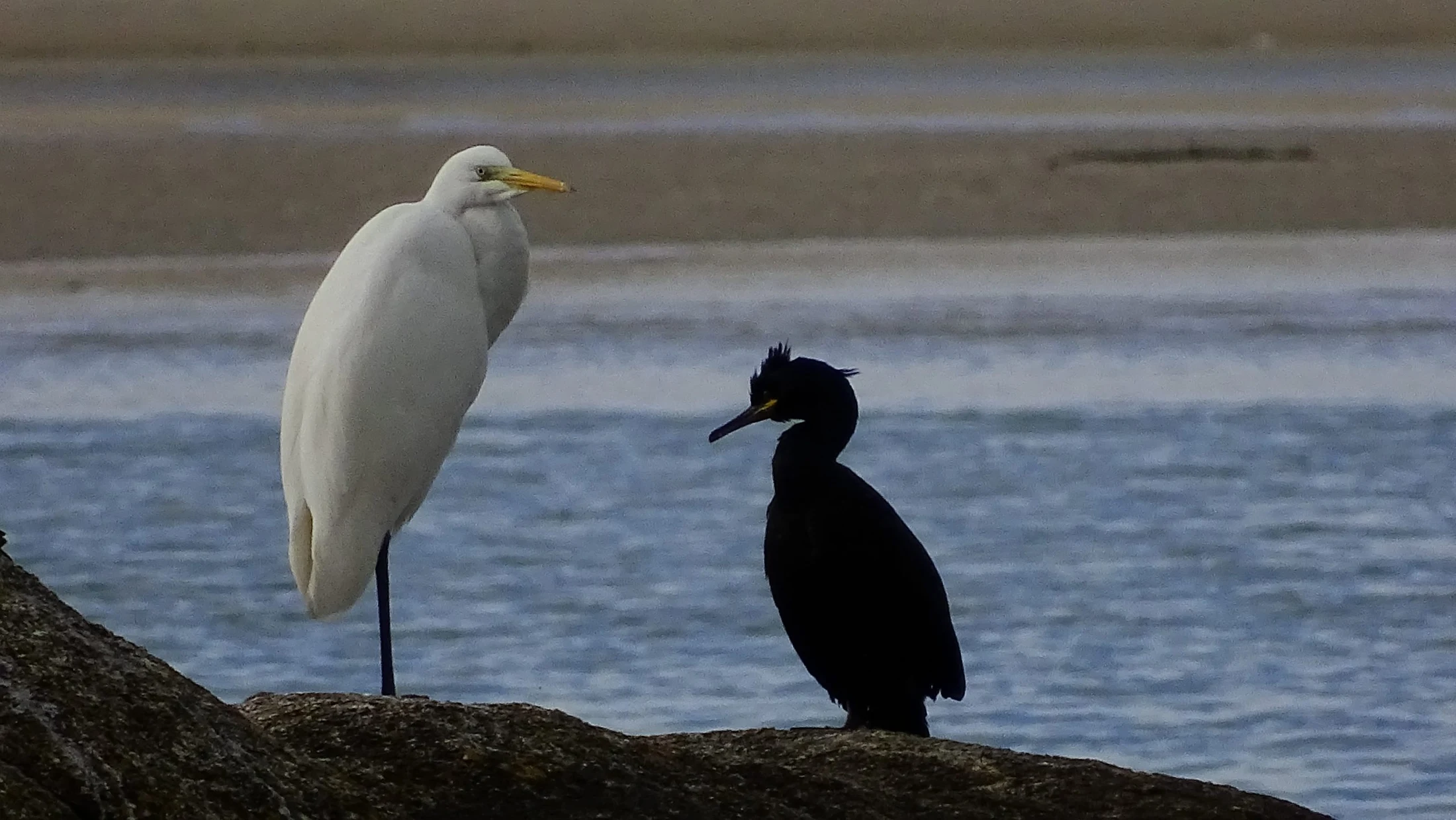 Garceta y cormorán en Galicia. Fotografía de Mingucho