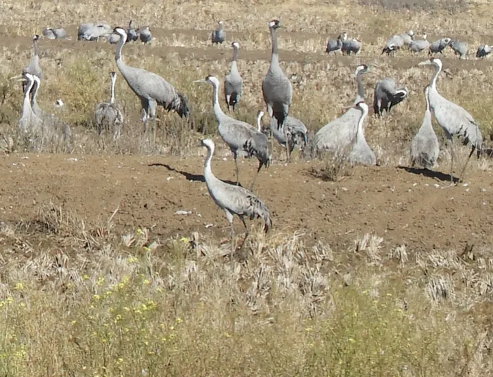 Grullas en la antigua laguna de La Janda