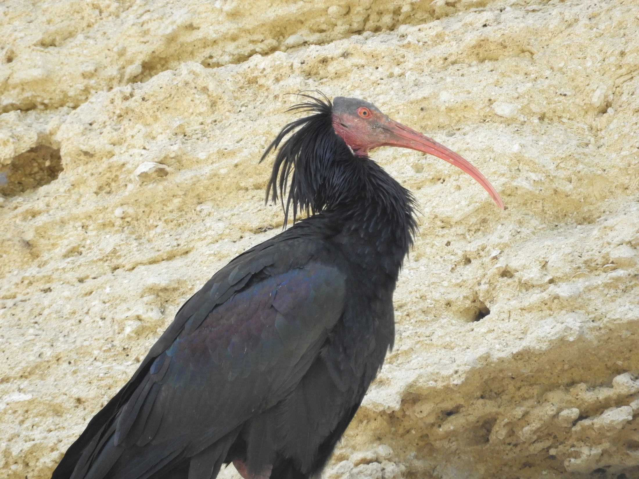 Ibis eremita en La Barca de Vejer de la Fra.. Fotografía de David Collis Luque